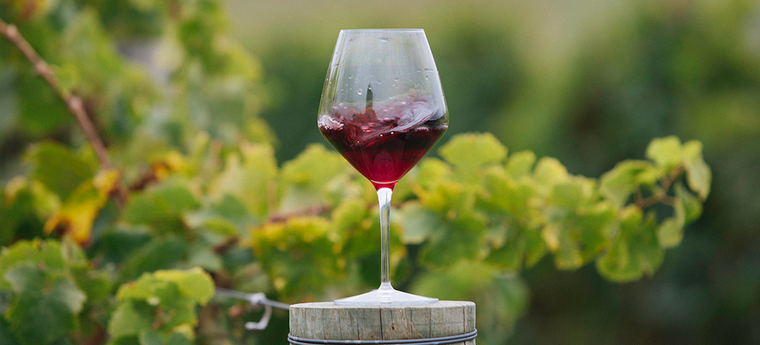 Wine glass with wine in the vineyard 